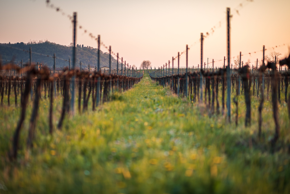 cantine-biodinamiche-naturali-franciacorta